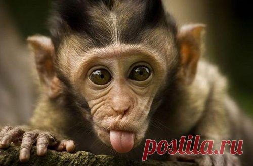 Что же принесет нам год Обезьяны?