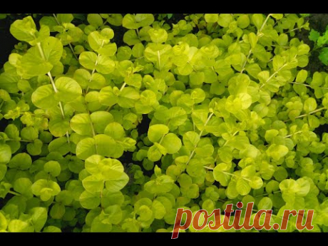 Вербейник монетчатый "Aуреа" | Lysimachia nummularia "Aurea" - YouTube