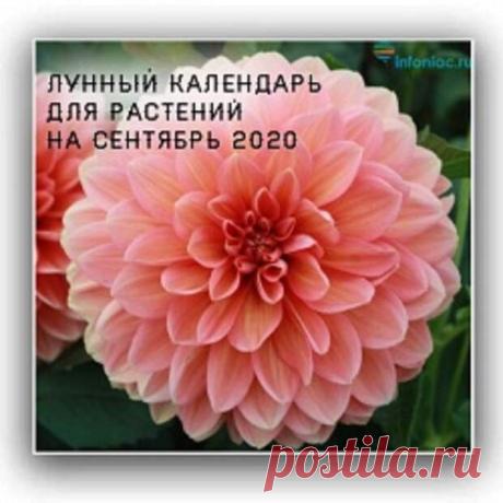 Лунный календарь для растений на сентябрь 2020 год. - Познавательный сайт ,,1000 мелочей" - медиаплатформа МирТесен Осенняя погода уже чувствуется, лето позади и вся природа напоминает о том, что уже совсем близко холодные сезоны. Сентябрь связан со сбором урожая, но также это прекрасное время для различных посадок, в том числе и под зиму. Более удачное время для сбора урожая – первая половина сентября 2020,