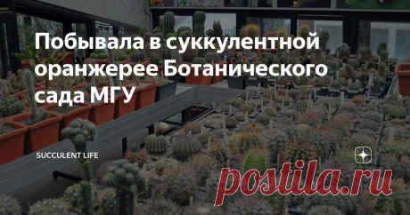 Побывала в суккулентной оранжерее Ботанического сада МГУ Собиралась наверно пару лет, и вот этой осенью звезды сложились и я там побывала аж два раза.
В сентябре после выставки суккулентов в Москве осталась пара часов до электрички, и я решила что надо сходить туда на разведку, благо Аптекарский огород находится в двух станциях метро Курского вокзала с которой я уезжаю в свое замкадье (с Ленинградского, Ярославского, Казанского вокзалов до сада