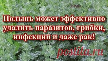 Полынь может эффективно удалить паразитов, грибки, инфекции и даже рак!