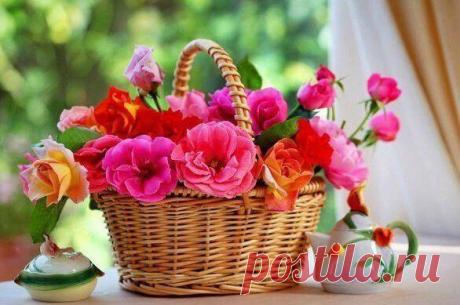 Вы любите розы? О, тогда мы идем к вам...