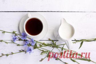 Напиток цикорий - чем полезен для здоровья человека ? Напиток цикорий - что это такое, что входит в его состав, чем полезен для здоровья, какой на вкус, как его применять и чем противопоказан для здоровья