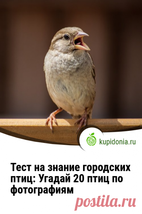 Тест на знание городских птиц: Угадай 20 птиц по фотографиям. Интересный тест о городских птицах. Сможете ли вы узнать каждую из них по фотографии На этой странице представлен тест на знание птиц города Москва. Пройдя этот тест, вы сможете узнать, какой вид птиц обитает в Москве. На первой фотографии изображена птица, которая обитает в городе Москве. Ответ: Воробей. А теперь второй вопрос: Какая птица изображена на второй фотографии? Ответ: Синица. И третий вопрос: Какую птицу вы видите на тре…