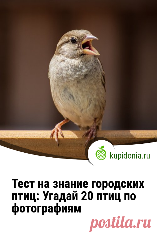 Тест на знание городских птиц: Угадай 20 птиц по фотографиям. Интересный тест о городских птицах. Сможете ли вы узнать каждую из них по фотографии На этой странице представлен тест на знание птиц города Москва. Пройдя этот тест, вы сможете узнать, какой вид птиц обитает в Москве. На первой фотографии изображена птица, которая обитает в городе Москве. Ответ: Воробей. А теперь второй вопрос: Какая птица изображена на второй фотографии? Ответ: Синица. И третий вопрос: Какую птицу вы видите на тре…