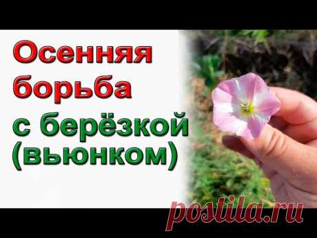 Осенняя борьба с березкой(вьюнком) По-взрослому.