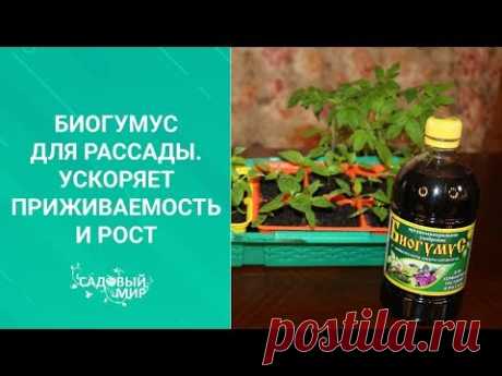 Биогумус для томатной рассады. Ускоряет приживаемость и рост