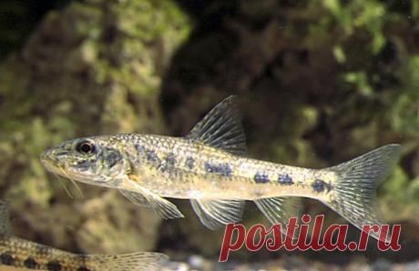 Пескарь, голец - особенности ловли в прудах | НА РЫБАЛКУ !!!!