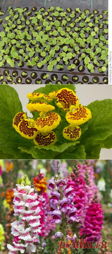 Какие цветы сеять на рассаду в январе