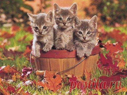 Котята и осень...