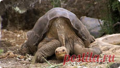 Эти жительницы необитаемого острова Пинта, или Абингдона, входящего в состав Галапагосских островов в Эквадоре, давно считались исчезнувшими с лица земли. Большинство абингдонских слоновых черепах (лат. Geochelone nigra ssp. abingdoni). было истреблено еще в 19 столетии, а в середине 20 века ученые готовы были вынести официальный вердикт, присвоив им статус вымершего вида.