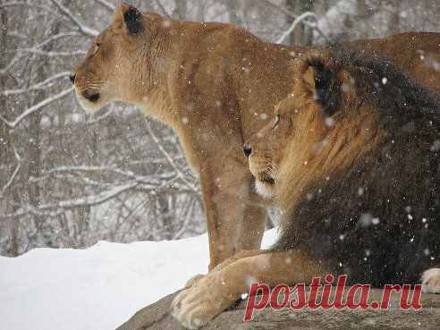(3) Одноклассники