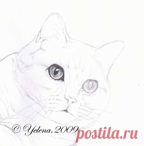 Рисуем кошку карандашом — Сделай сам, идеи для творчества - DIY Ideas