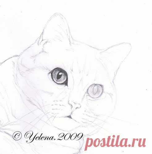 Рисуем кошку карандашом — Сделай сам, идеи для творчества - DIY Ideas