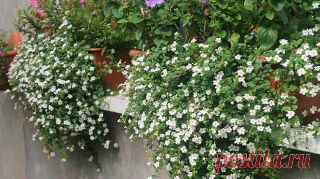Комнатное растение Бакопа (Bacopa). Бакопа хорошо известна аквариумистам, однако в культуре поддерживаются и наземные представители этого рода. В тропических странах бакопы являются болотными растениями; в домашних условиях они могут выращиваться как ампельные растения. Разрастающиеся растения обрезают в конце лета и в начале осени. Основное условие для хорошего самочувствия бакопы - обилие влаги и свежий воздух. Цветки невелики, однако цветет бакопа обильно.