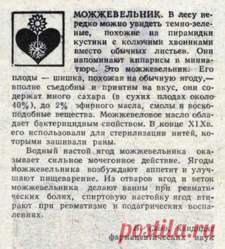 Можжевельник