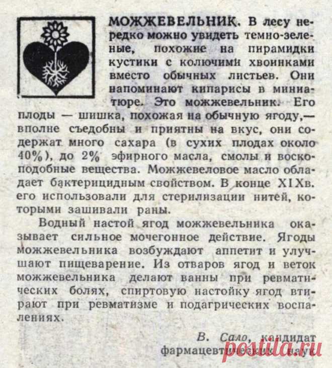Можжевельник