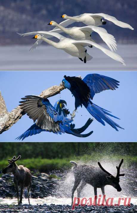 Прекрасный животный мир фотографа Art Wolfe!.