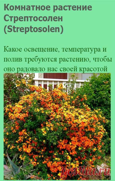Комнатное растение Стрептосолен (Streptosolen). Стрептосолен - лазающий кустарник, который привлекает внимание своими крупными оранжевыми цветками. Они появляются на концах побегов обычно весной. В комнатных условиях высота стрептосолена может достичь 2 м, поэтому для стеблей нужна опора - стена или решетка. Обрезая нижние ветви, из стрептосолена можно сформировать красивое штамбовое деревце.