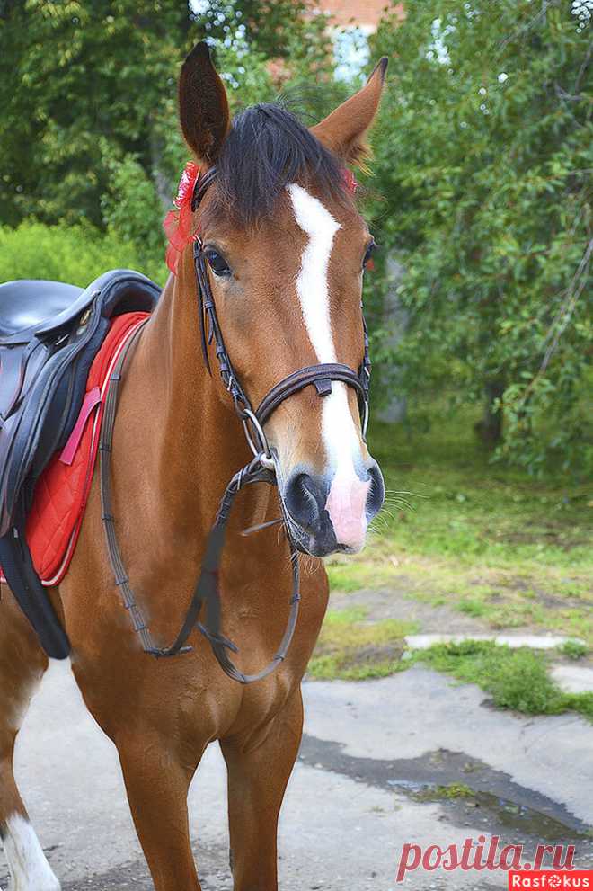 Фото: Где обед?. Фотооболтус Угрюм-Бурчеев. Фото животных. Фотосайт Расфокус.ру