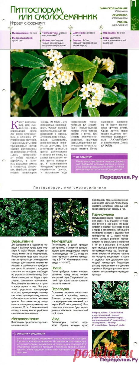Питтоспорум или смолосемянник * Переделки.РуПеределки.Ру