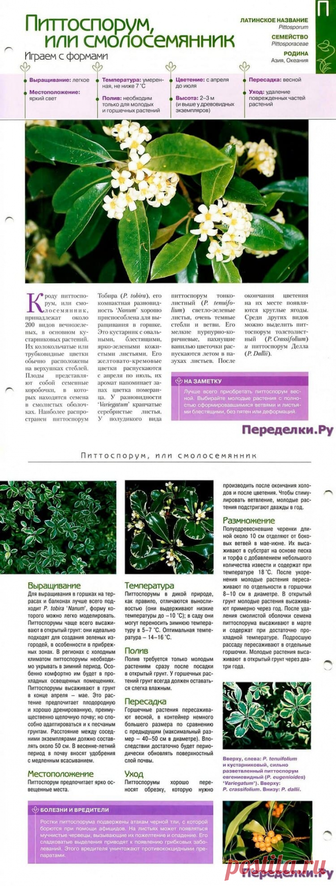 Питтоспорум или смолосемянник * Переделки.РуПеределки.Ру