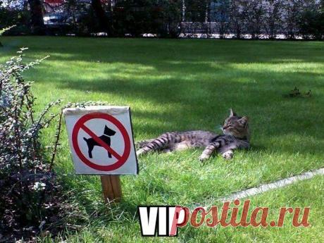 VIP | Позитив