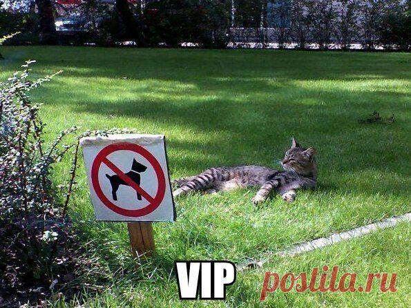 VIP | Позитив