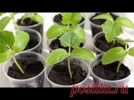 Рассада огурцов за пять дней! Лучший способ посева!