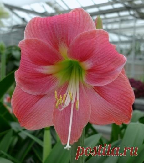 Гиппеаструм Hippeastrum - уход в домашних условиях, фото.