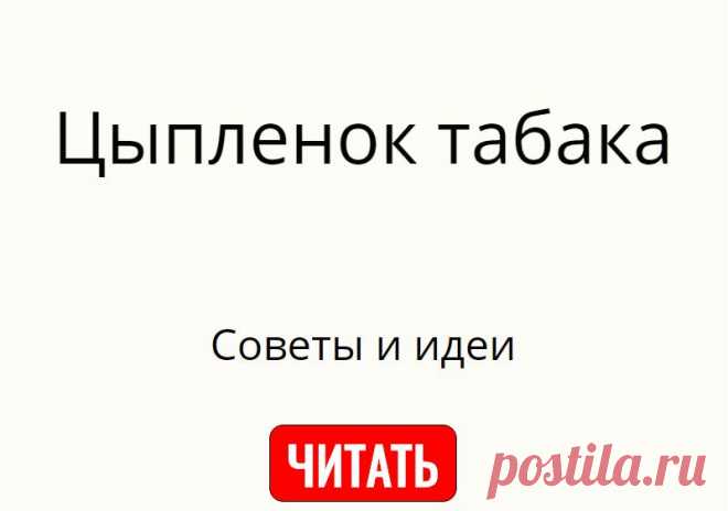 Куриный рулет