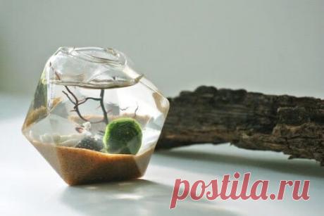 Миниатюрный аквариум как элемент декора ~ Planetalsad