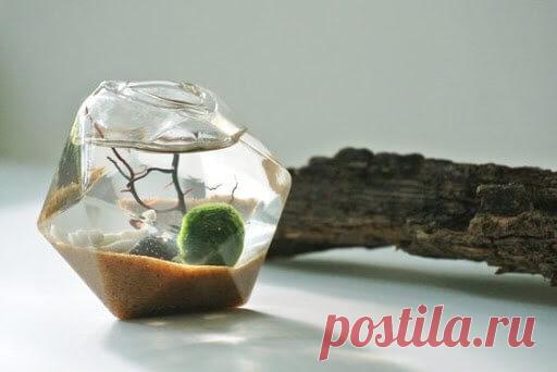 Миниатюрный аквариум как элемент декора ~ Planetalsad