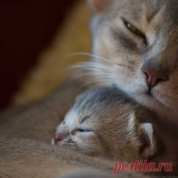 Без кота и жизнь не та ツ