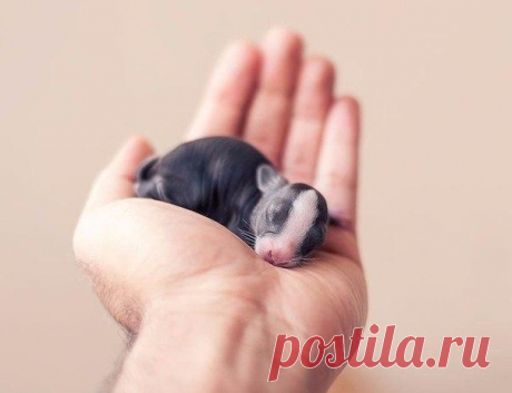 Первые 30 дней жизни крольчонка с момента его рождения