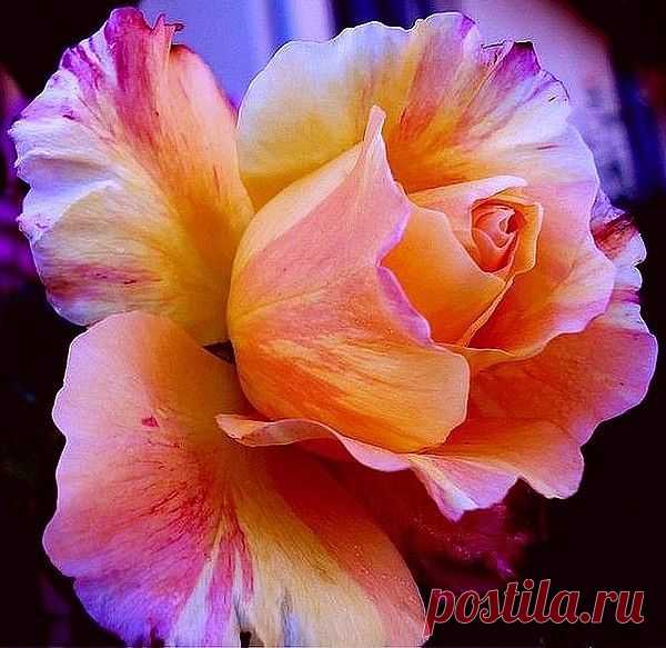 розы