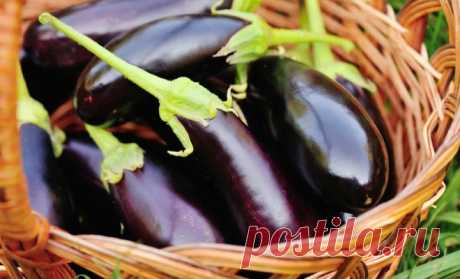7 &quot;быстрых&quot; блюд, которые можно приготовить из баклажанов | Дачная кухня (Огород.ru)