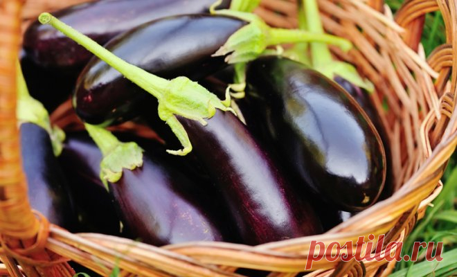 7 "быстрых" блюд, которые можно приготовить из баклажанов