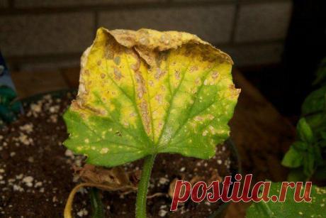 Почему у огурцов желтеют и сохнут листья и что с этим делать? Что делать, если желтеют и вянут листья у огурцов? Как исправить ситуацию и спасти растение? Разбираемся, почему желтеют листья у огурцов в теплице, парнике или на грядке. В большинстве случаев пожелт...