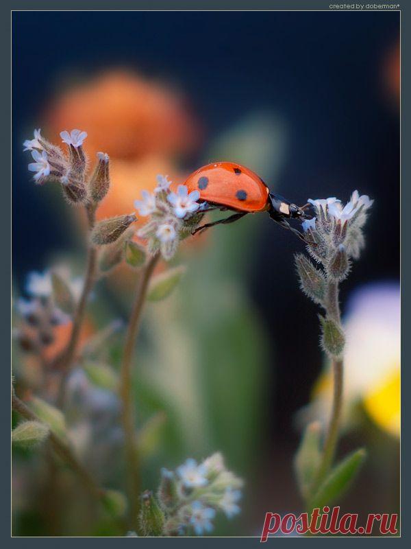 35PHOTO - doberman - Переправа