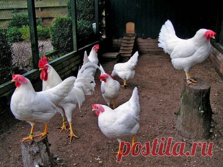 КОРМЛЕНИЕ КУР-НЕСУШЕК 

На подворье и небольших фермах для кур-несушек основными кормами, составляющими 80 % питательности рациона, служат концентрированные корма: зерно кукурузы, ячменя, пшеницы, овса, проса, гороха, бобов, сои, жмыхи или шроты, отруби пшеничные, мясокостная, рыбная мука и ряд других сухих отходов пищевой промышленности, а 15—20 % приходится на морковь, свеклу, плоды тыквенных культур, доброкачественные кухонные отходы, сенную муку, приготовленную из хоро...