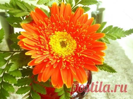 15 комнатных растений, улучшающих воздух / Домашние растения / 7dach.ru