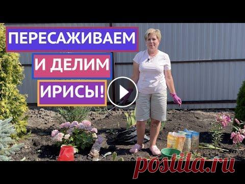 ДОЛГОЖДАННЫЙ РОЛИК! КАК ПЕРЕСАДИТЬ И ПОДЕЛИТЬ ИРИСЫ! Ссылка на мои инструкции: Я рада всех приветствовать на канале Садовый Гид! Вы очень просили меня снять ролик о пересадке и делении ирисов, и я с радо...