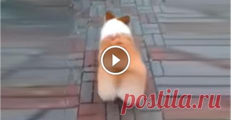 У этой собаки самая забавная походка, которую вы когда-либо видели