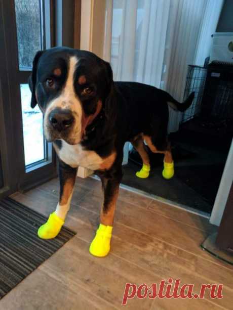 "Что только не наденешь, чтобы лапы от реагентов спасти!ов" / Фото-приколы 11 | Funny Photo 11