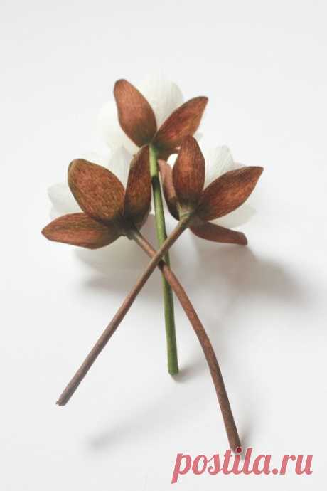A Petal Unfolds