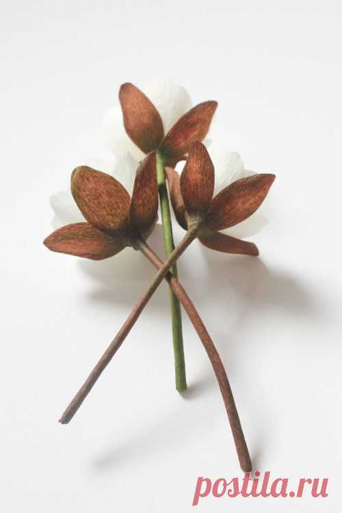 A Petal Unfolds