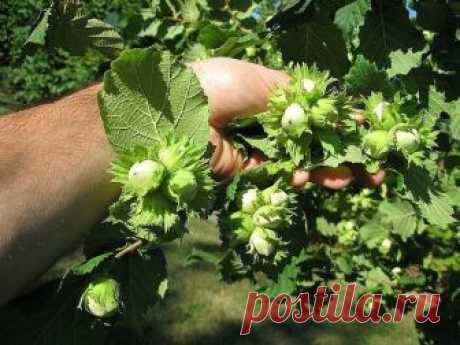 Как создать ореховый сад

Лещина и фундук – редкие гости на наших садовых участках. И это довольно странно, если учесть, сколько стоит один килограмм орехов. На участке в четыре сотки можно создать целый сад из фундуков, которые будут хорошо плодоносить.

О ПОЧВЕ

Фундук предпочитает легкие по механическому составу и богатые органикой почвы. Если земля на участке другая, то ее надо подкорректировать, добавив в посадочную яму песка и перегноя. Причем перегноя нужно сравните...