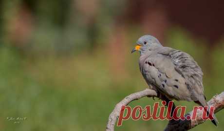 Сем. Голубиные (Columbidae)
Перуанская земляная горлица (Columbina cruziana)