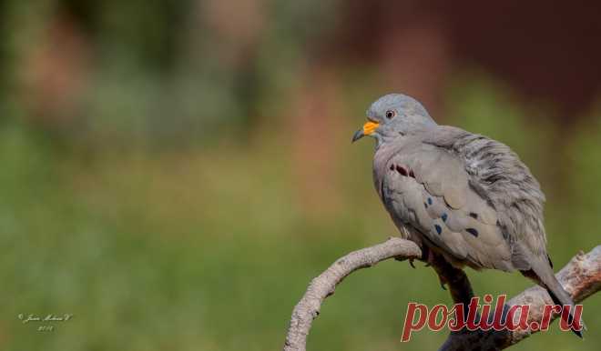 Сем. Голубиные (Columbidae)
Перуанская земляная горлица (Columbina cruziana)